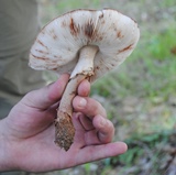 Canha | Passeio para observação e colheita de cogumelos 